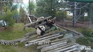 The toronto zoo said farewell on sunday to the adorable giant pandas that have won over the hearts of torontonians for the last five years. Giant Panda Cub Fall Compilation Toronto Zoo Youtube