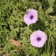 If you notice any signs of these in your yard you'll want to remove them as soon as possible, as all parts of the plant are considered to be poisonous. Weed Identification Sydney Weeds Committees
