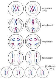 Life Sciences Cyberbridge Teaching Biology Study Biology Mitosis