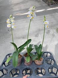 Image result for Buchnera pulcherrima