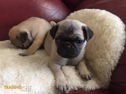 Puppies puppy dog kitten french bulldog german shepherd dogs fish tank border collie kittens cavoodle labrador golden retriever puppies for sale chihuahua home pets 21 results: Gorgeous Purebred Pug Puppies For Sale In St Clair Nsw Gorgeous Purebred Pug Puppies Pug Puppies Puppies Pug Puppies For Sale