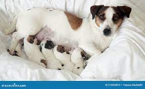 Cachorros Recién Nacidos Chupando Leche De Perro Metrajes - Vídeo de  mascota, poco: 213024812