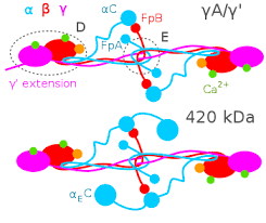 Berapa banyak permen rasa cokelat, rasa jeruk, dan rasa mangga dalam. Pfam Family Fib Alpha Pf08702
