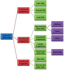 Flow Chart Of The Stem Cell Lineage Originating From