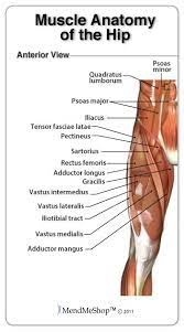 The groin muscles are a group of muscles that are situated in the inner thigh. Groin Anatomy And The Hip Piriformis Muscles Muscle Anatomy Hip Muscles Anatomy Hip Anatomy