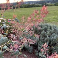 Image result for Macleaya