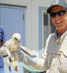 Despite this nickname, the species does not frequently feed on full sized chickens. Baby Season Birds Of Prey Pacific Wildlife Care