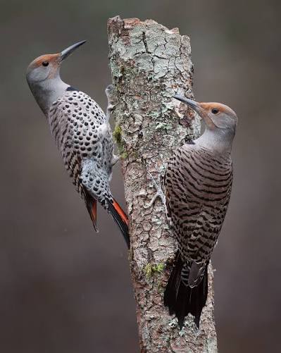 Not everybody gets this lucky. This is two female Northern flickers  grasping onto one woodpecker pole. Hope you're getting lucky this  Valentine's Day #valentinesday❤️ #pecker #pole #lucky #stvalentinesday