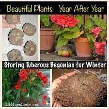 Digging Up Canna Bulbs Tuberous Begonia Overwintering Geraniums Begonia