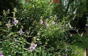 Image result for Ceratotheca