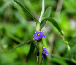 Image result for Cyanotis axillaris