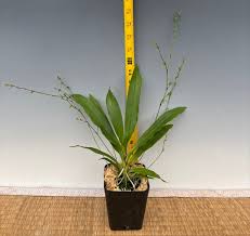 Image result for Angraecum calceolus