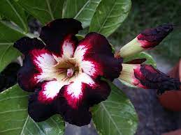 White wife black lover 2 dvdrip.torrent. Black Lover 2 Ready Stock Please Fairy Adenium House Facebook