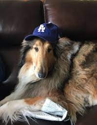 Judah Wearing A Dodgers Hat Dodger Hats Funny Cat Meme Funny Dogs