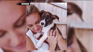 Country Singer Jason Aldean And Wife Adopt Adorable Puppy From Stray Rescue  Of St. Louis