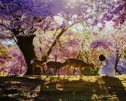 شهر نارا ژاپن -  تفریحات ژاپن