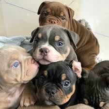 Looks At These Precious Pitbull Puppies They Are Too Cute Www Bullymake Com Via Pitbullsvilla Cute Baby Animals Cute Animals Baby Animals