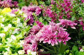 Cluster Of Pink Chrysanthemum And Colorful Field Of Flower In Garden Chrysanthemum Flowers Flower Field