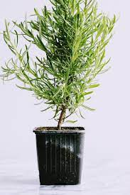 How To Grow And Care For An Indoor Rosemary Plant Back Road Bloom