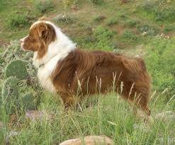 We love all dogs, but at this time this meetup is just for border collies, australian shepherds, and recognizable mixes of either of these breeds. Killian Ranch Australian Shepherds Home Facebook