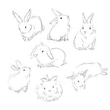 Amy Kim Kibuishi Amykibuishi Bunny Sketches Cute Drawings Bunny Drawing
