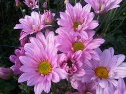 Maybe you would like to learn more about one of these? Cara Menanam Dan Merawat Bunga Aster Agar Rutin Berbunga