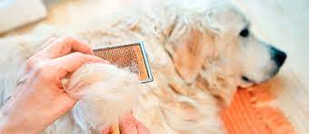 When Your Pet Starts To Shed Everything You Need To Know Mondou