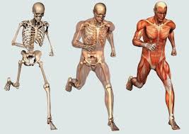 This post was created by a member of the buzzfeed commun. Which Bone In The Human Skeleton Is Trivia Questions Quizzclub