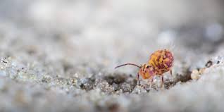 ·garden, yard (grounds at the front or back of a house) wir sitzen im garten. Springschwanze Collembola Verminscout