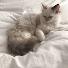 Pin By Lina On Wannabe In 2020 Pretty Cats Cats Feline