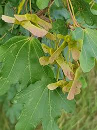 Image result for Pancovia holtzii