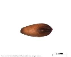 Image result for Eragrostis nindensis