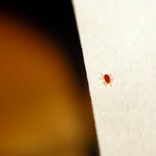 They have black and brown stripes on the back. What Are Those Tiny Red Bugs All About Clover Mites Apartment Therapy
