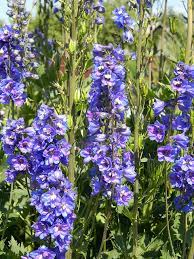 Fiore blu scuro nana spiga blu intenso. Speronella Delphinum Il Fiore Della Serenita Ifioridimark Giardinaggio Fai Da Te Piante Da Appartamento Piante Giardini Girasoli Fiori Rose Arredo Terrazzo Tulipani