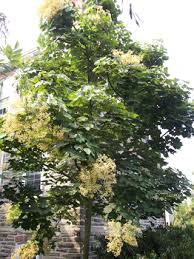 Image result for Firmiana