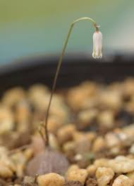 Image result for Litanthus pusillus