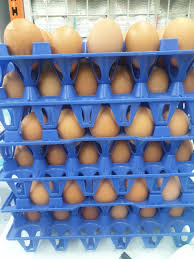 Telur ayam saja terbagi juga atas 2 jenis yang diketahui secara umum oleh masyarakat yaitu telur ayam kampung dan telur ayam bras (ayam potong). Jual Info Terbaru No Brand Telur Ayam 1kg Bergaransi Ralali Com Harga Grosir 2021 Ralali Com