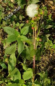 Image result for Crassocephalum radiatum