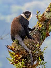 Image result for Monotes africanus