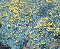 Image result for Helichrysum argyrosphaerum