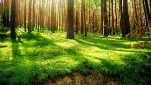 Hd Forest Wallpapers Top Free Hd Forest Backgrounds Wallpaperaccess , forest wallpapers forest images and wallpapers for mac pc 1920×1200. hd forest wallpapers top free hd