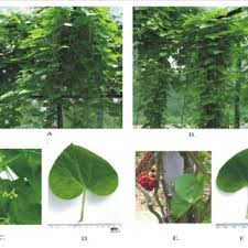 Image result for Tinospora orophila