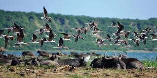 Birding Safaris Uganda, Bird Watching Safari Tours In Uganda
