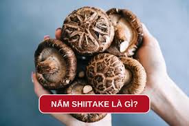 Nấm Shiitake là gì? Khám phá công dụng và các món ăn ngon