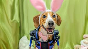 Not just a cadbury ad cadbury the artist savlon farewell, flat samsung mayo island hellmann's michelin impossible kfc natural source of vitality vittel voice doodler wyeth illuma #cleanairnow greenpeace the chicago design system city of chicago the jimmy dean egg hijack jimmy dean streetguard tracking systems de méxico Handicapped Dog Named 2020 Cadbury Bunny Walkin Pets