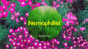 If your idea of a great day has something to do with forests. Nemophilist Synonyms
