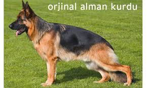 Alman Kurdu Kopeknet