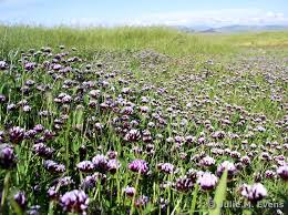 Image result for Trifolium polystachyum