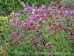 Image result for Vernonia nepetifolia