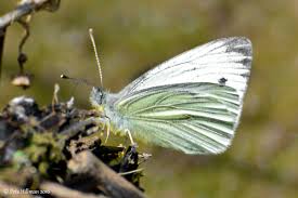 Image result for Pieris napi